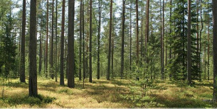 В шести районах Гродненщины установлены ограничения на посещение лесов