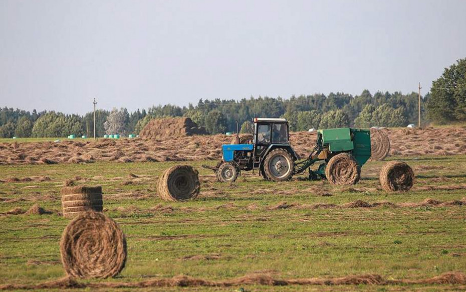 В Беларуси льна заготовили больше прошлогоднего