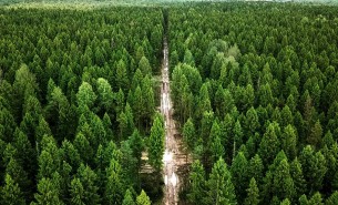 В Ошмянском районе введено ограничение на посещение лесов