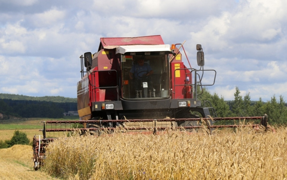 В Борунах убирают озимую пшеницу